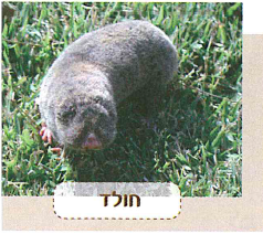 (בספר תמונה, היעזר במנחה)
